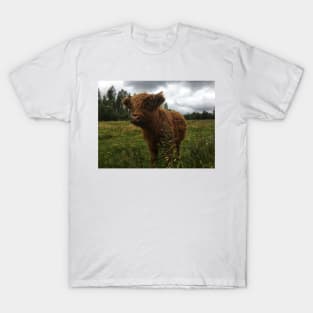 Scottish Highland Cattle Calf 2057 T-Shirt